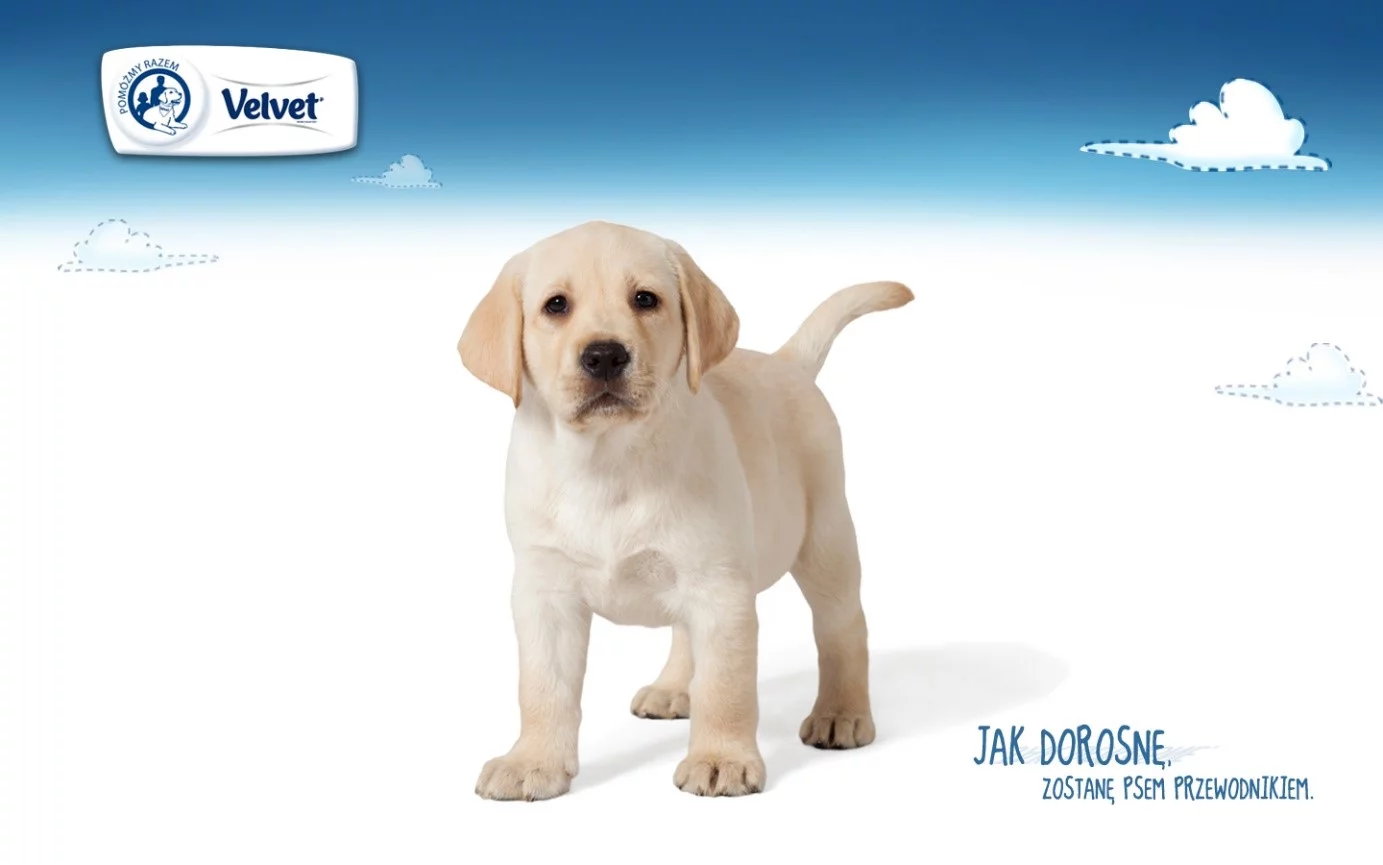 Marka Velvet - labradory w reklamie
